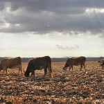 Beef Cattle