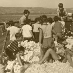 Children In Cotton 70