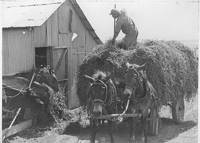 Barn